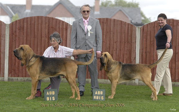 Wayward winnng his 3rd CC and Best in Show at the ABB championship show, and his sister Wistful winnng Reserve BIS